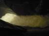 trummel_0343_small.jpg
