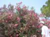 sdc10336_small.jpg