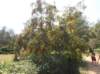 p7240809_small.jpg